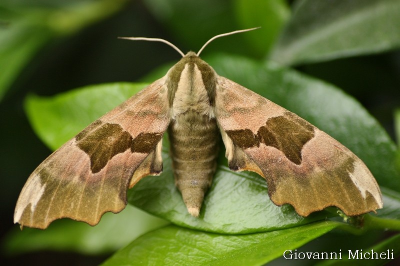 Chi la riconosce? Mimas tiliae, Sphingidae